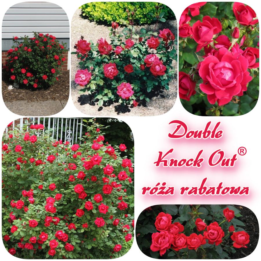 Double Knock Out róże rabatowe